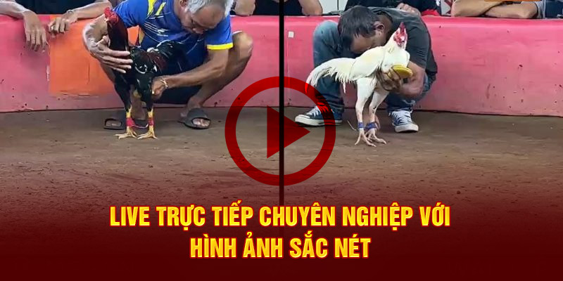 Live trực tiếp chuyên nghiệp với hình ảnh sắc nét 