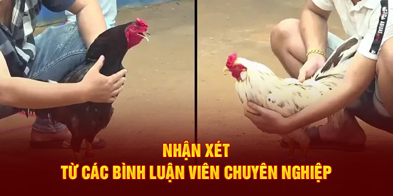 đá gà bình luận viên